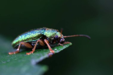 Kuzey Çin 'deki yabani bitkilerin üzerindeki yaprak böceği.