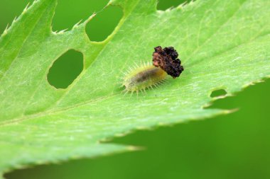Hispidae ailesi Kuzey Çin 'de bitkilerin üzerinde sürünüyor.