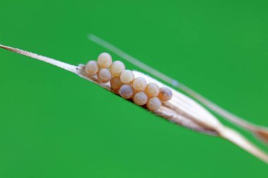 Kuzey Çin 'deki yabani bitkilerin üzerinde böcek yumurtaları.