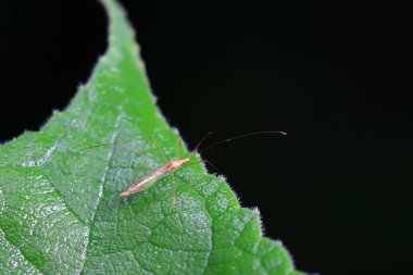 Vahşi doğada hemiptera böcekleri, Kuzey Çin