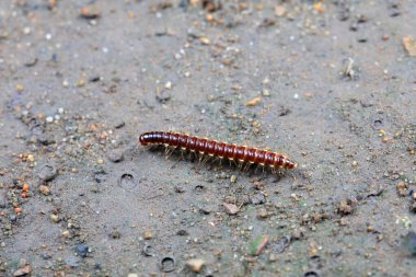 Kuzey Çin 'de diplopoda hayvan sınıfı.