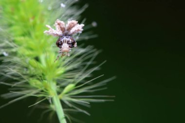 Kuzey Çin 'deki yabani bitkilerin üzerindeki Cicadellidae böcekleri.