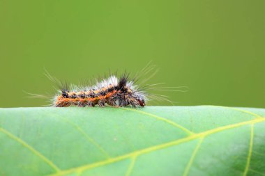 Lepidoptera larvaları vahşi doğada, Kuzey Çin