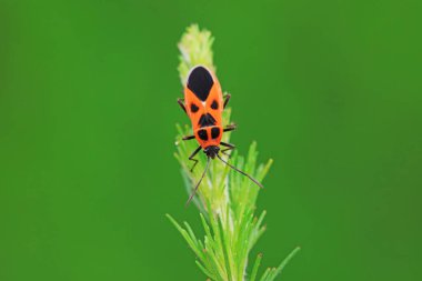 Hemiptera bugs in the wild, North China clipart