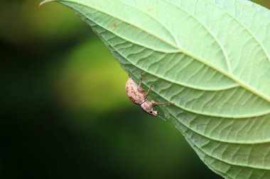 Yabani bitkiler, Kuzey Çin