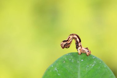 Lepidoptera larva larvası vahşi doğada, Kuzey Çin