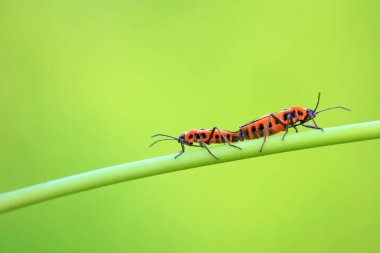 Vahşi doğada hemiptera böcekleri, Kuzey Çin