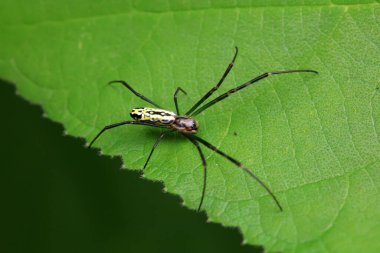 Vahşi doğadaki örümcekler, Kuzey Çin