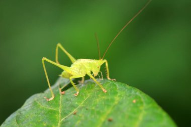 Kuzey Çin 'de Katydid perileri.