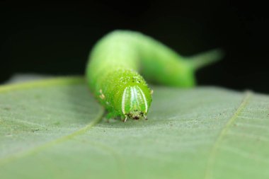 Lepidoptera larvaları vahşi doğada, Kuzey Çin