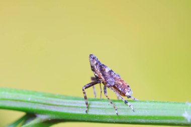 Kuzey Çin 'deki yabani bitkilerin üzerindeki Cicadellidae böcekleri.