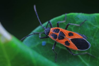 Vahşi doğada hemiptera böcekleri, Kuzey Çin