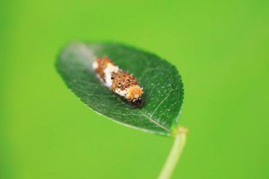 Lepidoptera larvaları vahşi doğada, Kuzey Çin