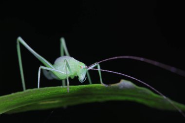 Kuzey Çin 'de Katydid perileri.