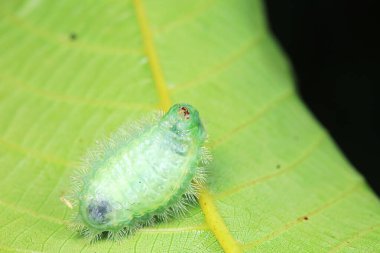 Lepidoptera larvaları vahşi doğada, Kuzey Çin