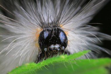 Lepidoptera larvaları vahşi doğada, Kuzey Çin