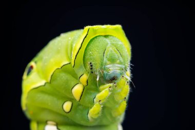 Lepidoptera larvaları vahşi doğada, Kuzey Çin
