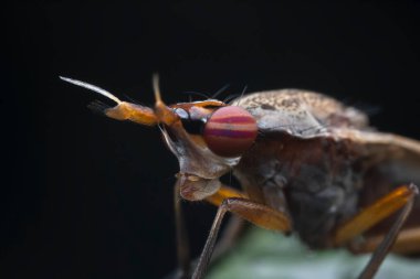 Kuzey Çin 'deki yabani bitkilerin üzerinde uçuyor.