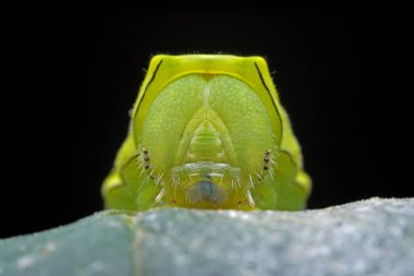 Lepidoptera larvaları vahşi doğada, Kuzey Çin