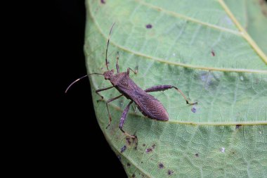Kuzey Çin 'de, yaban arısı uçlu pis kokulu böcek