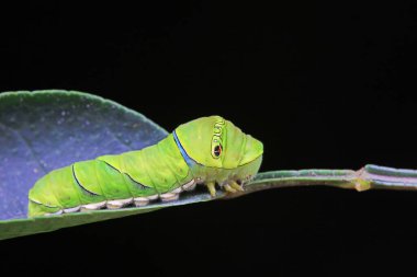 Lepidoptera larvaları vahşi doğada, Kuzey Çin