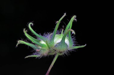 Sabah zaferinin tohumları siyah bir arka planda, Kuzey Çin 'de.