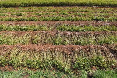 Yeni toplanan fıstıklar Kuzey Çin 'de tarlalarda.