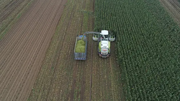 Çiftçiler, Kuzey Çin 'deki tarlalarda depolanan yeşil mısırları toplamak için hasatçılar sürüyorlar.