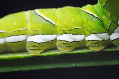 Lepidoptera larvaları vahşi doğada, Kuzey Çin