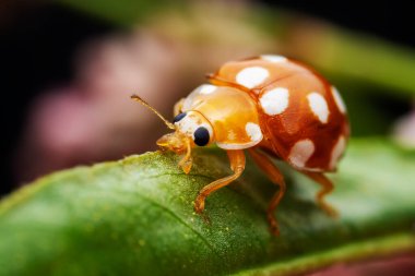 Kuzey Çin 'deki yabani bitkilerde uğur böcekleri