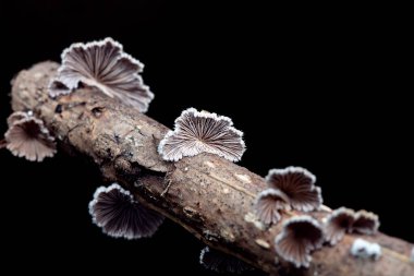 Yarık kırışıklık mantarı, vahşi bir mantar, Kuzey Çin