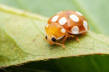 Kuzey Çin 'deki yabani bitkilerde uğur böcekleri
