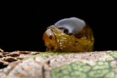 Kuzey Çin 'deki yabani bitkilerin üzerinde arı larvaları.