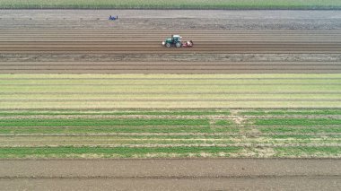Çiftçiler Kuzey Çin 'deki tarlalara buğday ekiyor.