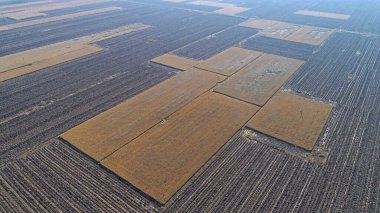 Pirinç tarlaları, sonbahar manzarası hava fotoğrafları, Kuzey Çin
