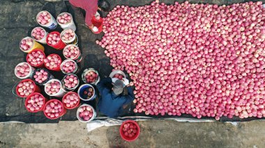 Çiftçiler Kuzey Çin 'deki meyve bahçelerinde kırmızı Fuji elmalarını sınıflandırıyorlar.