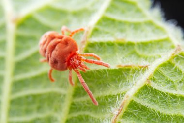 Kuzey Çin 'deki yabani bitkilerde kırmızı akarsular.