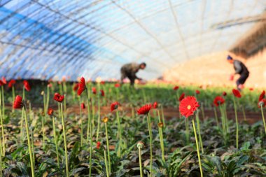 Kuzey Çin 'deki bir serada Gerbera' ya çiftçiler bakıyor.