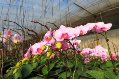 Güzel Phalaenopsis çiçekleri Kuzey Çin 'de, bahçede