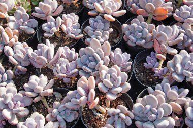 Close up of succulent plants in a greenhouse, North China clipart