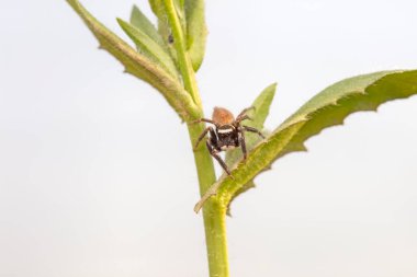 Jumping spider in the wild, North China clipart