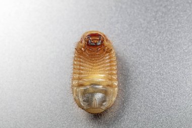 Tırtıl, bir Coleoptera böceğinin larvası.
