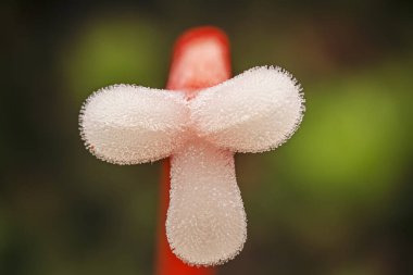 Cinnabar red stamen stigma, macro photo clipart