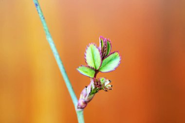 Gül yapraklarının fotoğraflarını kapat