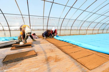 LUANNAN COUNTY, Hebei Eyaleti, Çin - 7 Nisan 2021: Çiftçiler seraya pirinç ekiyor