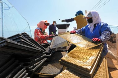 LUANNAN COUNTY, Çin - 14 Nisan 2021: çiftçiler fide tepsilerine pirinç ekerler.