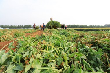 LUANNAN COUNTY, Çin - 7 Haziran 2021: çiftçiler Kuzey Çin 'de bir çiftlikte bezelye bitkileri yüklüyorlar