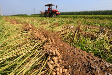 LUANNAN COUNTY, Çin - 8 Eylül 2021: çiftçiler Kuzey Çin 'deki tarlalarda yer fıstığı topluyor.