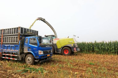 LUANNAN COUNTY, Çin - 10 Ağustos 2021: Çiftçiler tarlalarda depolanan yeşil mısırları toplamak için hasatçıları sürüyorlar, Çin