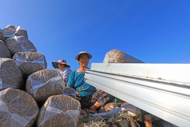 LUANNAN COUNTY, Çin - 18 Ağustos 2021: Çiftçiler mantar torbalarını Kuzey Çin 'deki bir çiftliğe koyuyorlar